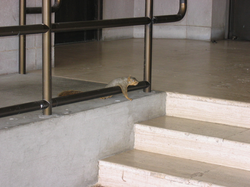 Squirrel chillin' at Fondren