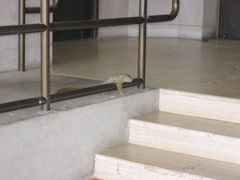 Squirrel chillin' at Fondren